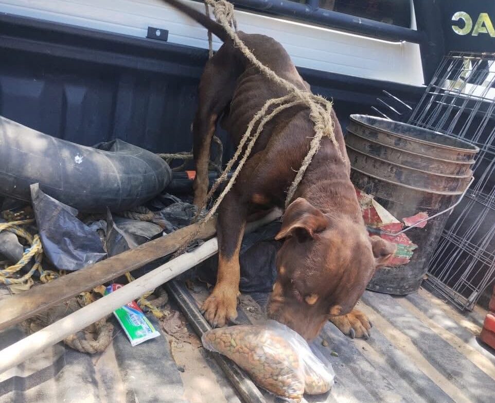 perrito en estado de abandono