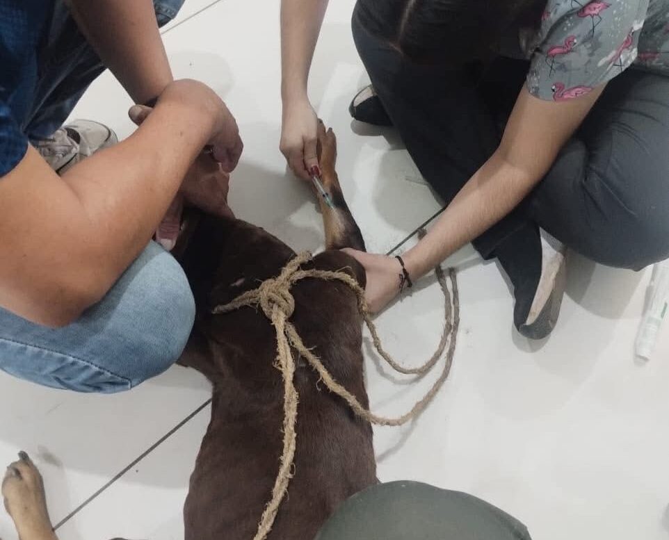 perrito en estado de abandono
