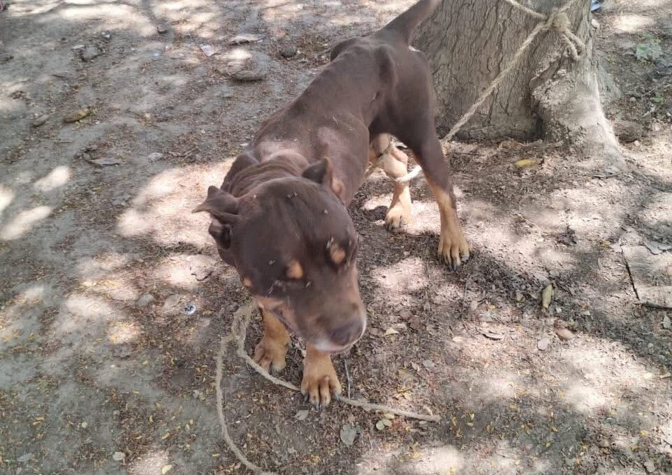 perrito en estado de abandono