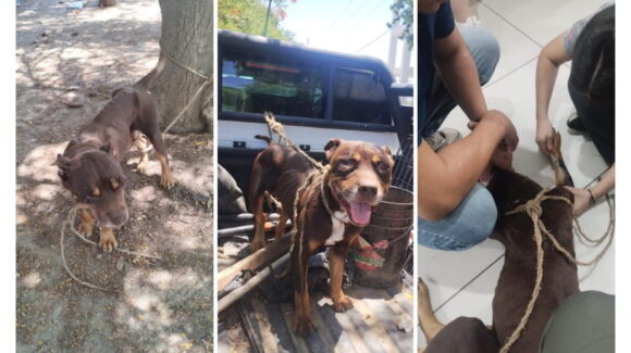 Denuncian abandono de un perro en estado de desnutrición  en Guasave