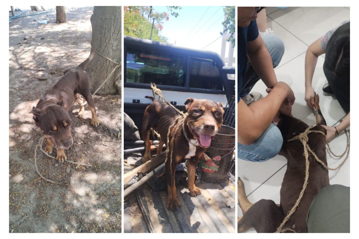 Denuncian maltrato animal de un perro en Guasave
