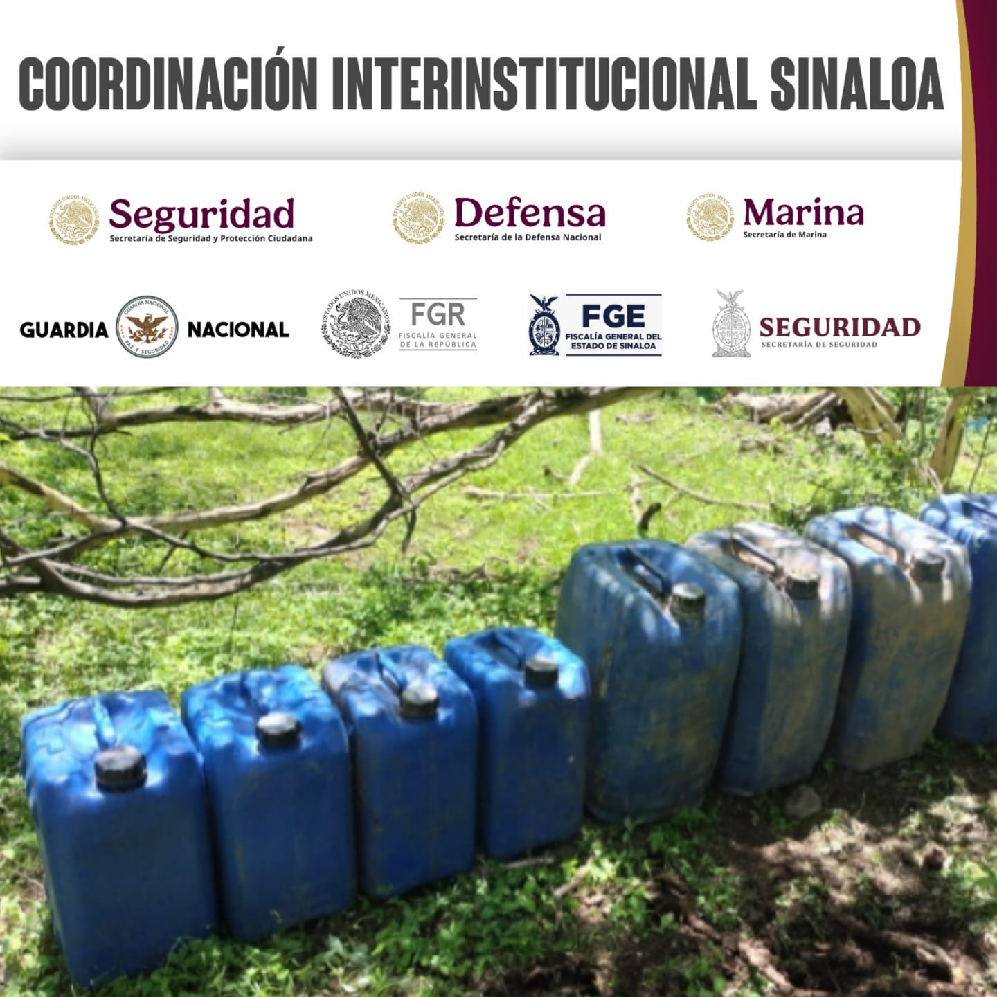 Desmantelan narcolaboratorios en San Ignacio