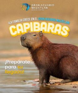Llegaron los Capibarass al Gran Acuario Mazatlán