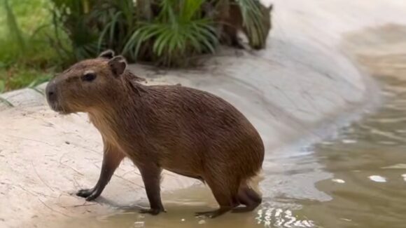 ¡Llegan los capibaras al Gran Acuario en Mazatlán!