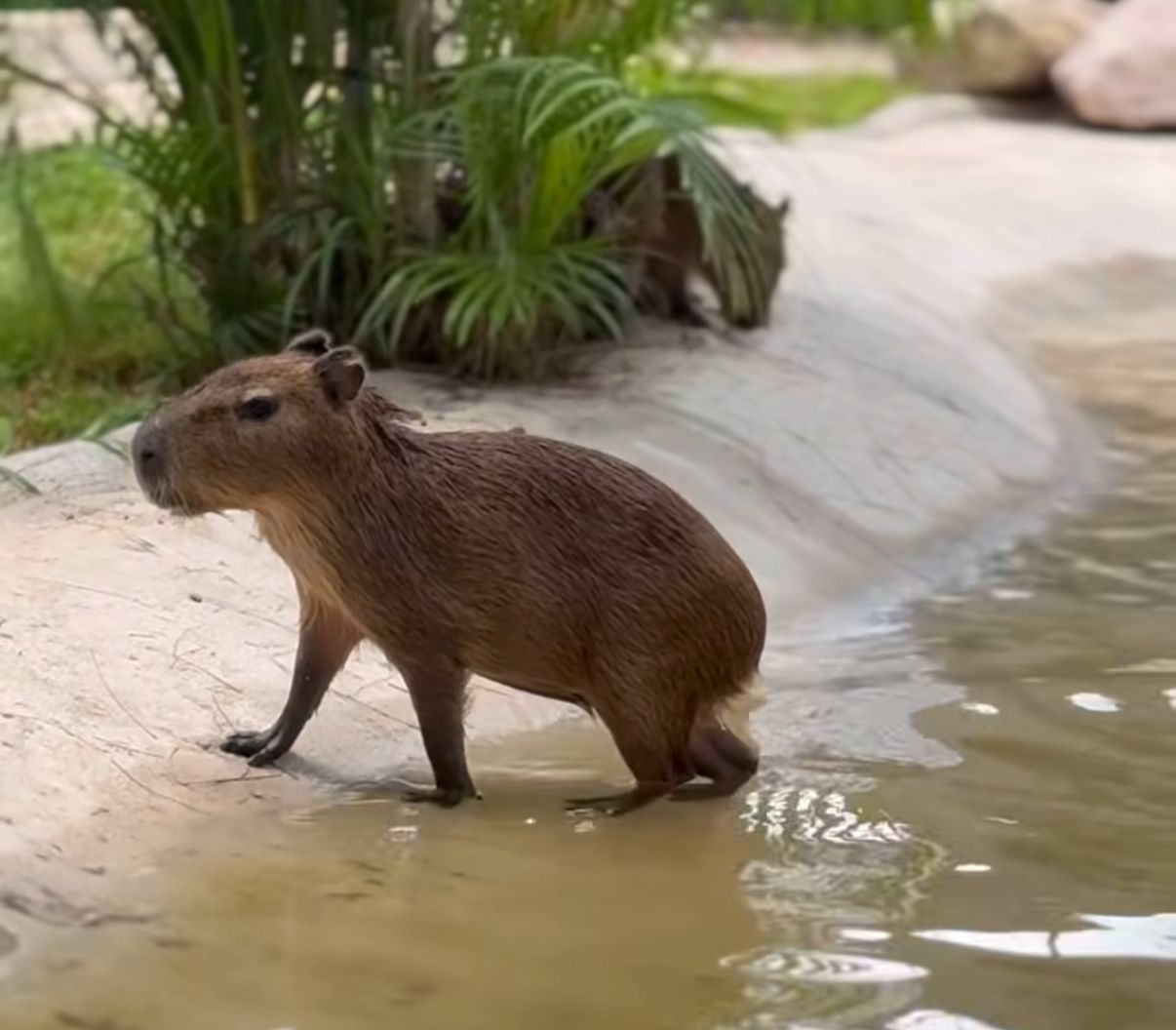 Llegaron los Capibarass al Gran Acuario Mazatlán