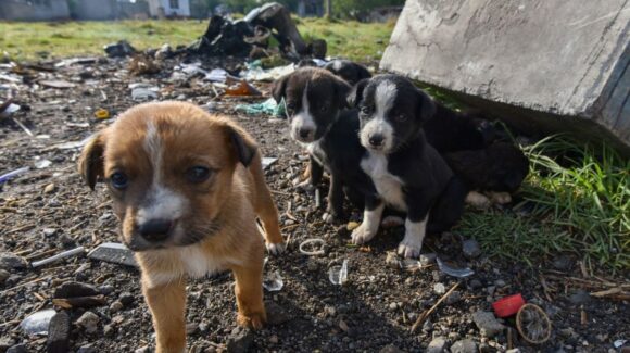 Lanzan la campaña “un cumpleaños perrón” en Los Mochis para apoyar a animales en situación de calle