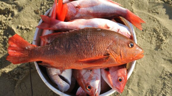 Captura del huachinango da mejores tiempos a pescadores del puerto de Topolobampo; el clima ayuda también