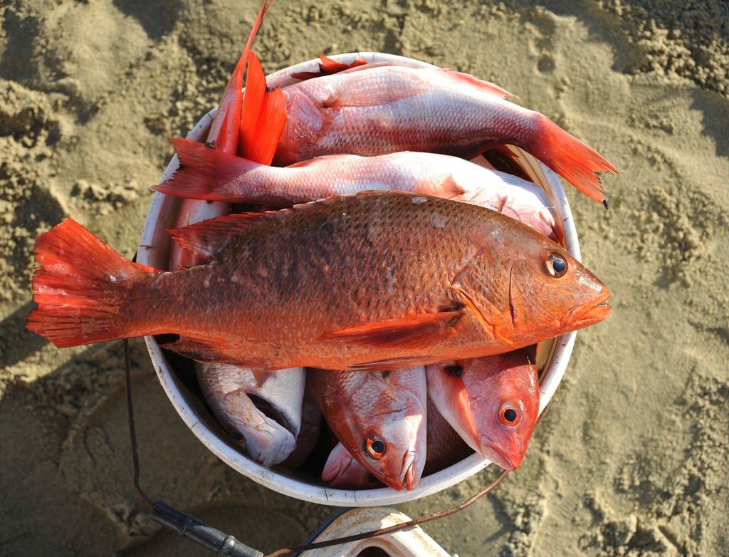 Pesca de Huachinango
