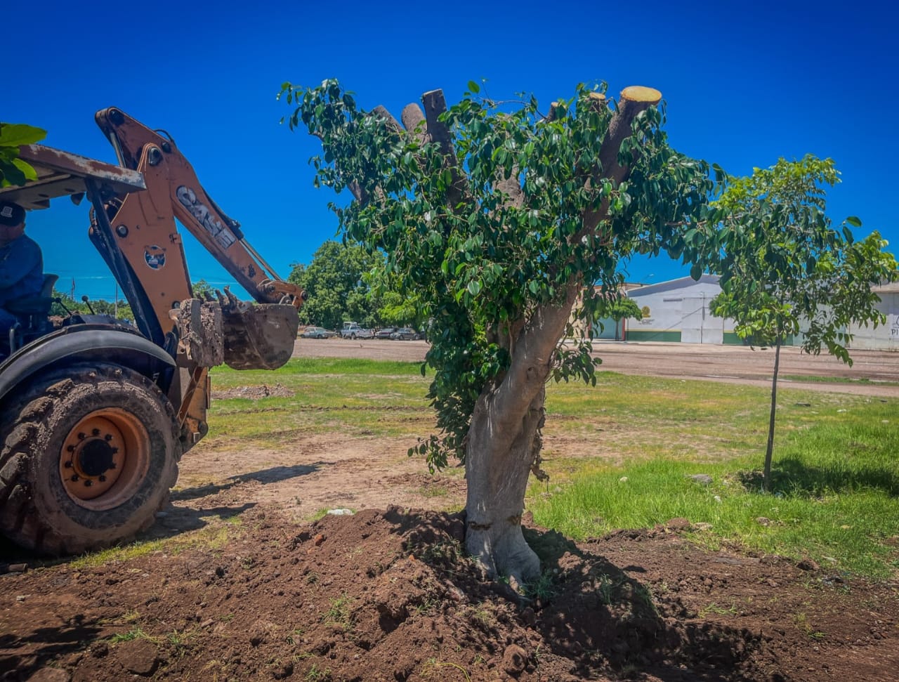 Reubican árbol en Guamúchil para proteger infraestructura y preservar el medio ambiente
