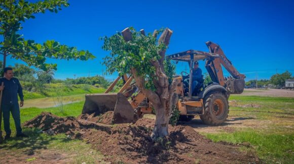 Reubican árbol en Guamúchil para proteger infraestructura y preservar el medio ambiente