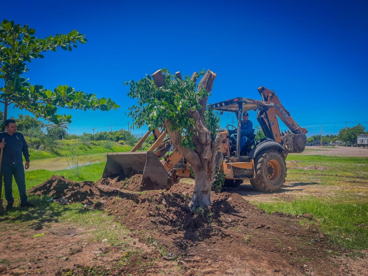 Reubican árbol en Guamúchil para proteger infraestructura y preservar el medio ambiente