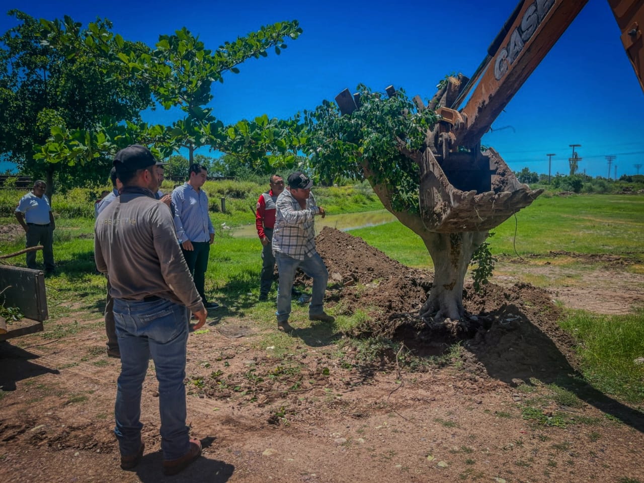 Reubican árbol en Guamúchil para proteger infraestructura y preservar el medio ambiente