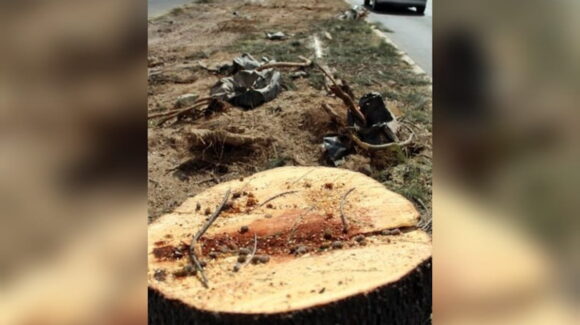 ¡Los agarran con las manos en el hacha! Detienen a tres personas por talar y quemar un álamo en Los Mochis