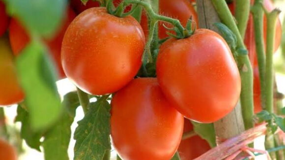 Arancel al tomate es injusto y afectará a consumidores estadounidenses: Gobierno de México