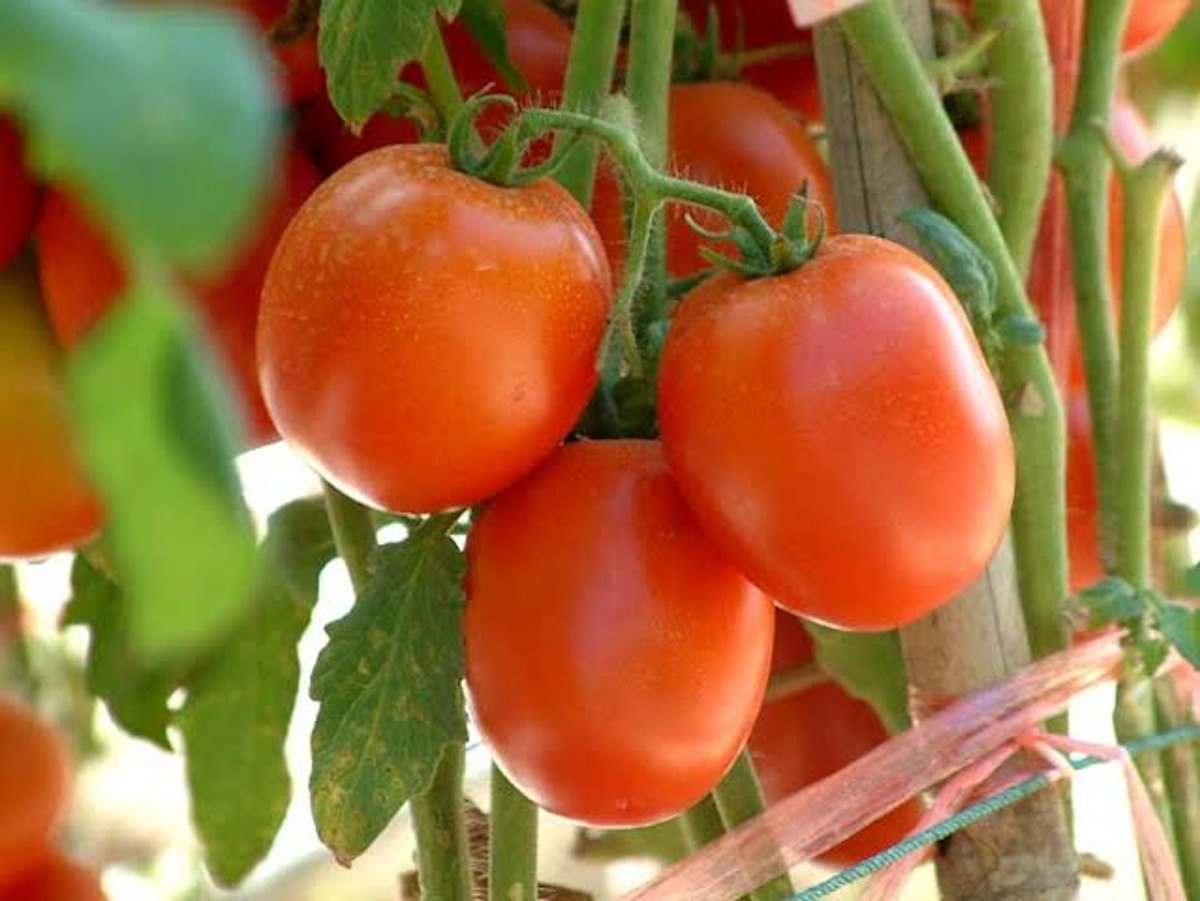 Tomate mexicano venta