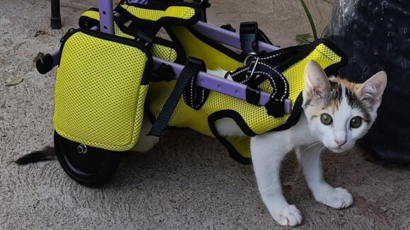 Adele, una gatita paralítica en Guamúchil, encontró esperanza sobre ruedas gracias a un acto de bondad