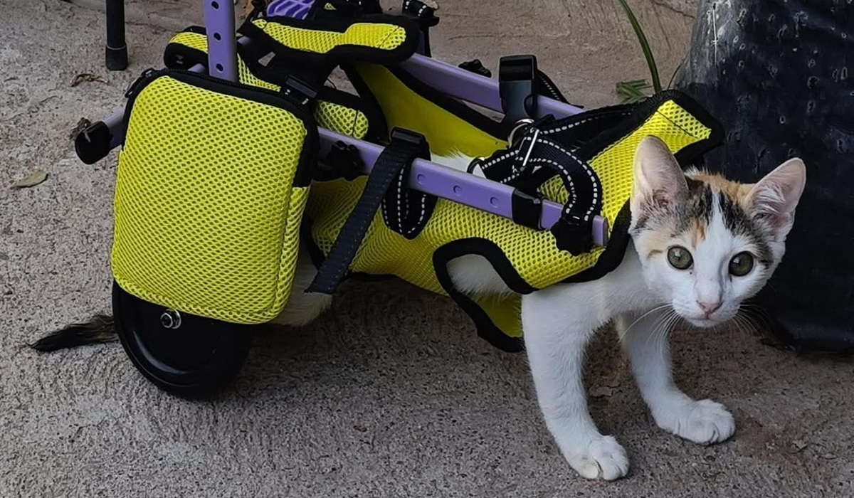 Adele, gatita paralítica, recibe silla de ruedas especial