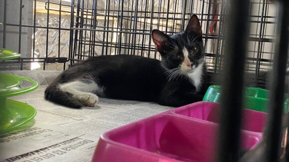 Amigos de los Animales Mazatlán te necesitan: solicitan apoyo para pagar recibo de la luz en el refugio