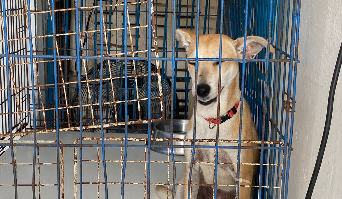 Amigos de los Animales solicita donativos para el pago de su recibo de luz