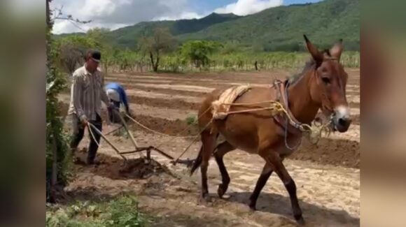Llaman a productores a preparar sus tierras y aprovechar la humedad que dejaron las lluvias en Guasave, Sinaloa