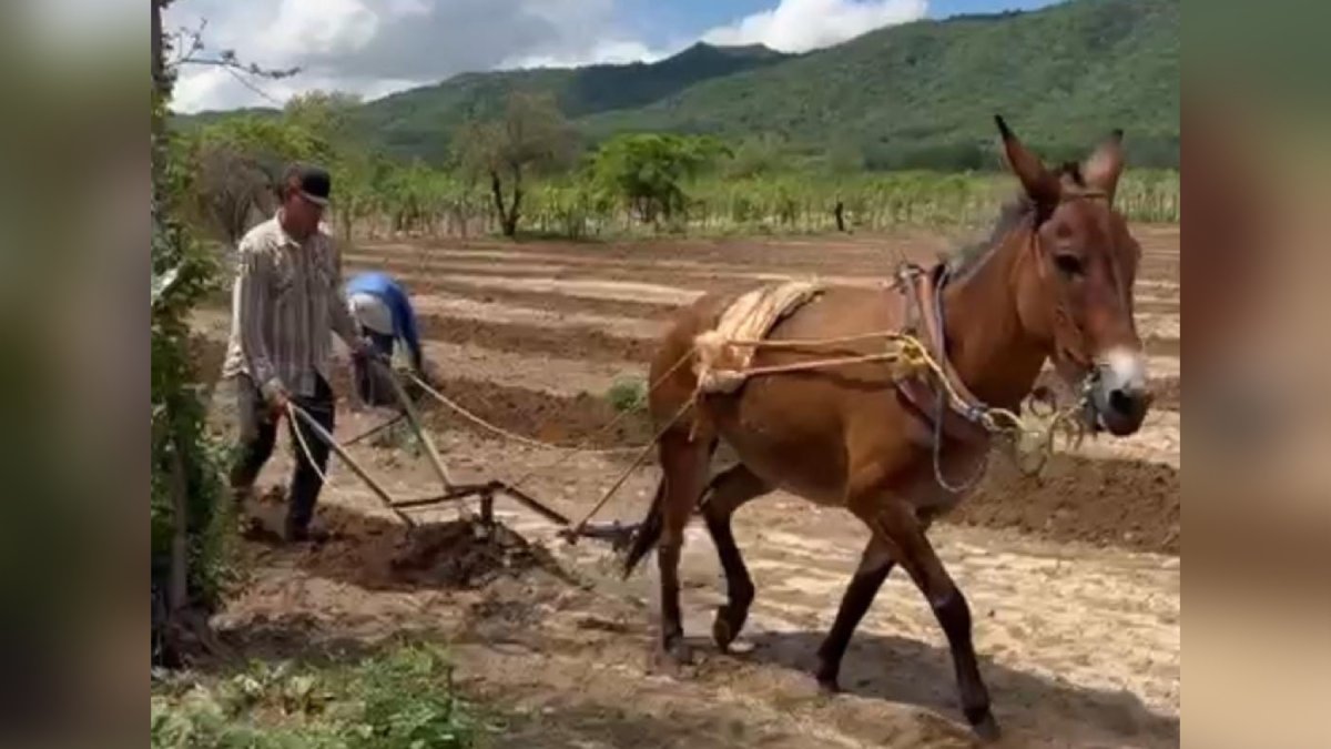 Arrancan labores de siembra en sus parcelas los productores de Choix