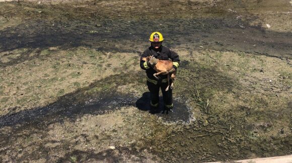 Bomberos veteranos rescatan a perro atrapado en canal de la colonia Mazatlán 2