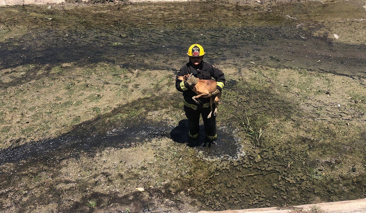 Bomberos veteranos de Mazatlán rescatan a perro en canal