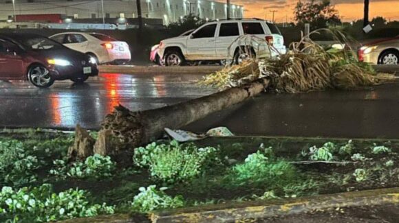 Lluvias con fuertes vientos derriban 12 árboles y provocan cierre de vialidades, en Culiacán
