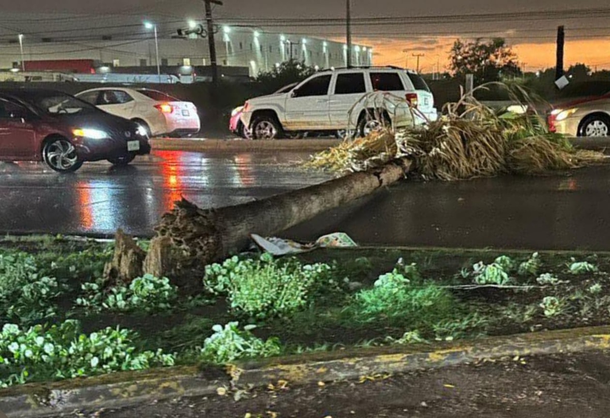 Caída de árboles deja fuerte lluvia y vientos en Culiacán