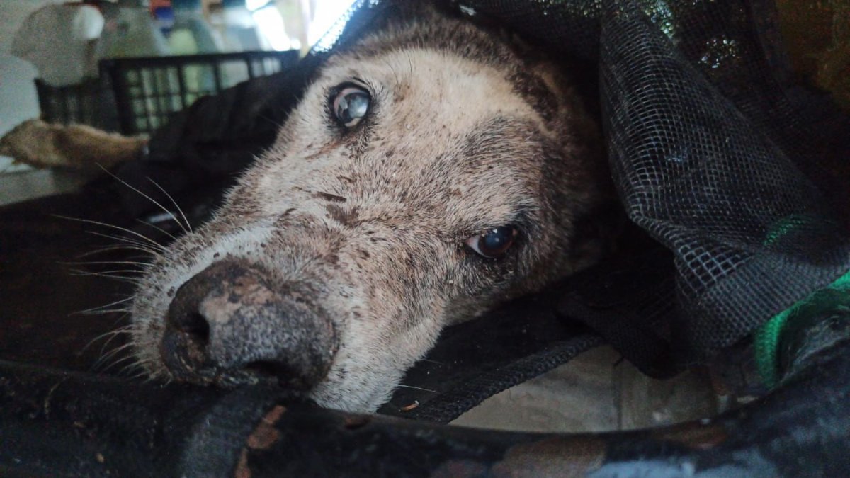 Camilo, perrito de avanzada edad rescatado en condiciones críticas del canal de Bacurimi