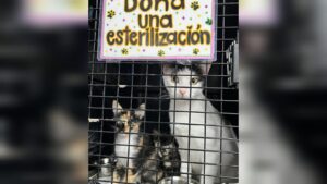 Campaña de esterilización en La Trinidad, Guasave