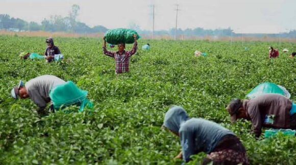 Descapitalizados y con cautela, algunos productores arrancan labores de este ciclo agrícola 2025-2026: AARFS