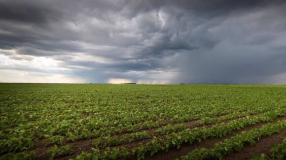 Agricultores de Mazatlán agradecen las lluvias sobre la zona porque fortalece al maíz y frijol