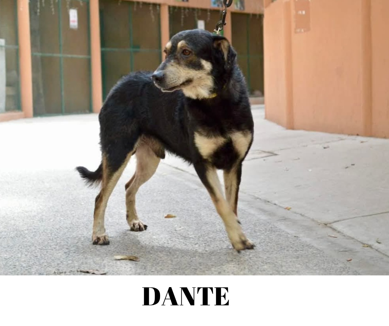 dante