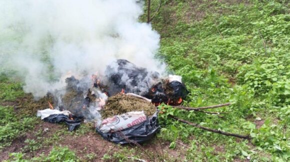 En Cosalá y Culiacán militares destruyen áreas de concentración para drogas y 70 kg de marihuana
