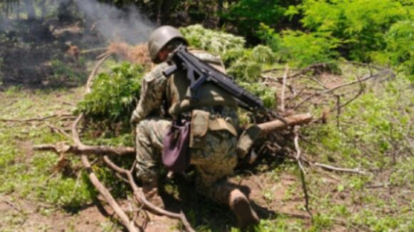 Destruyen plantío de mariguana y área para elaboración de drogas en Culiacán