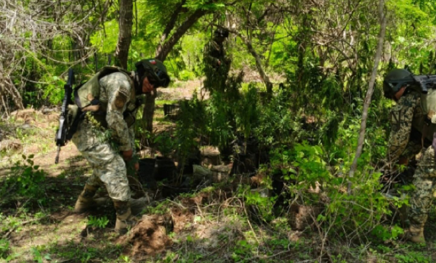 destruyen plantio de mariguana en culiacan elemento