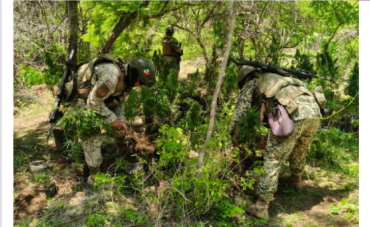 destruyen plantio de mariguana en culiacan ramas