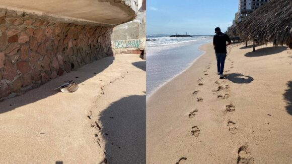 Bajo cuidado del Gran Acuario Mazatlán, ‘Don Peli’ se recupera tras ser rescatado herido en playa
