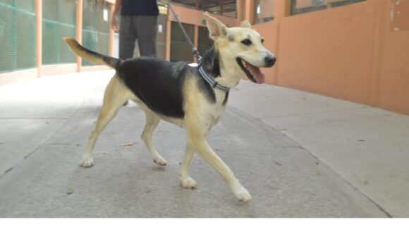Por el Día Mundial del Perro, pondrán en adopción a 12 caninos con “Huellitas del Bienestar”