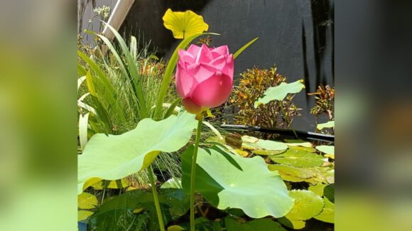 Brota de nuevo flor de loto en el Parque Sinaloa de Los Mochis; será exhibida