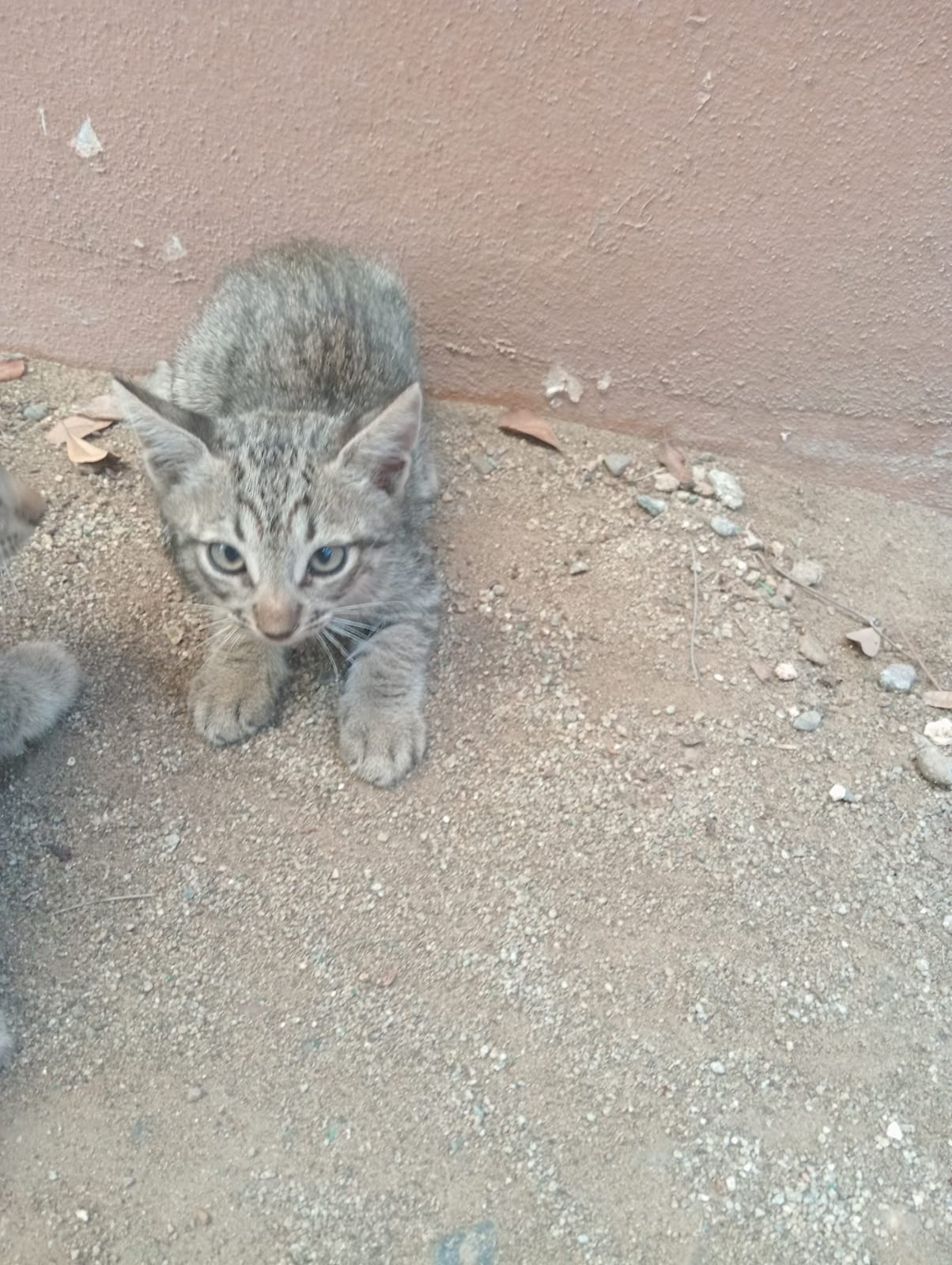 gatito gris