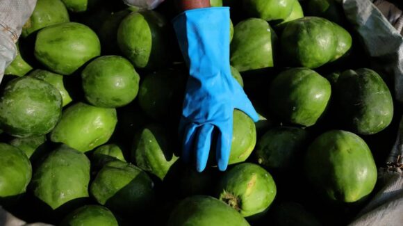 Hallan más de 23 millones de dólares en metanfetamina dentro de cargamento de papaya mexicana