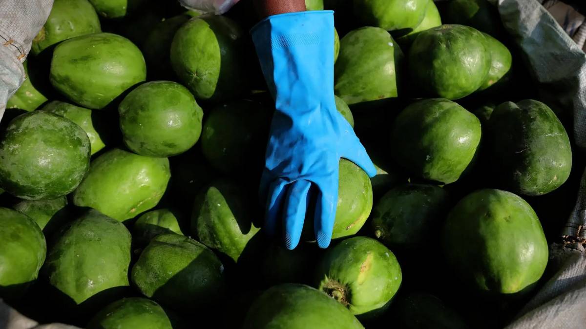 Hallan más de 23 millones de dólares en metanfetamina dentro de cargamento de papaya mexicana