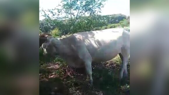 ¡Ganan peso los hatos! Hay alegría entre productores de Rosario al ver más gordas ya a sus vacas