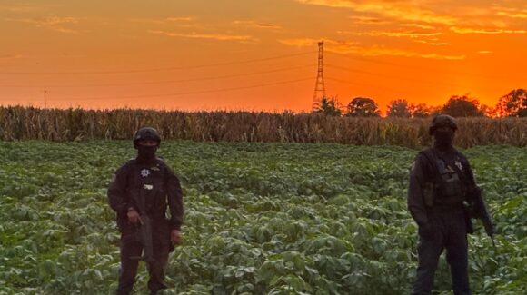 Asesinado en unas tierras de cultivo localizan a hombre en San Pedro, Navolato