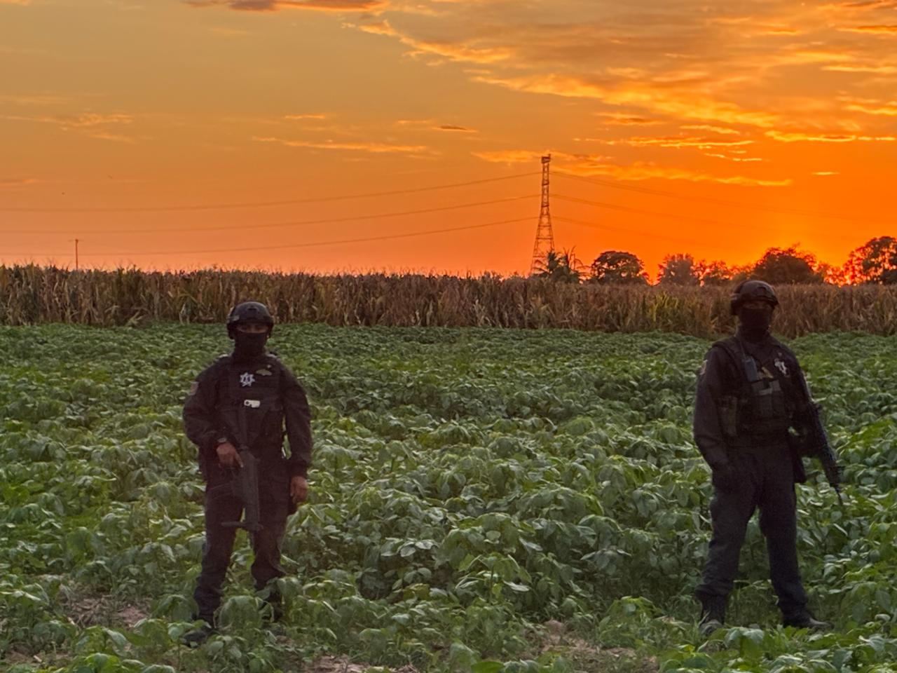 Asesinado en unas tierras de cultivo localizan a hombre en San Pedro, Navolato