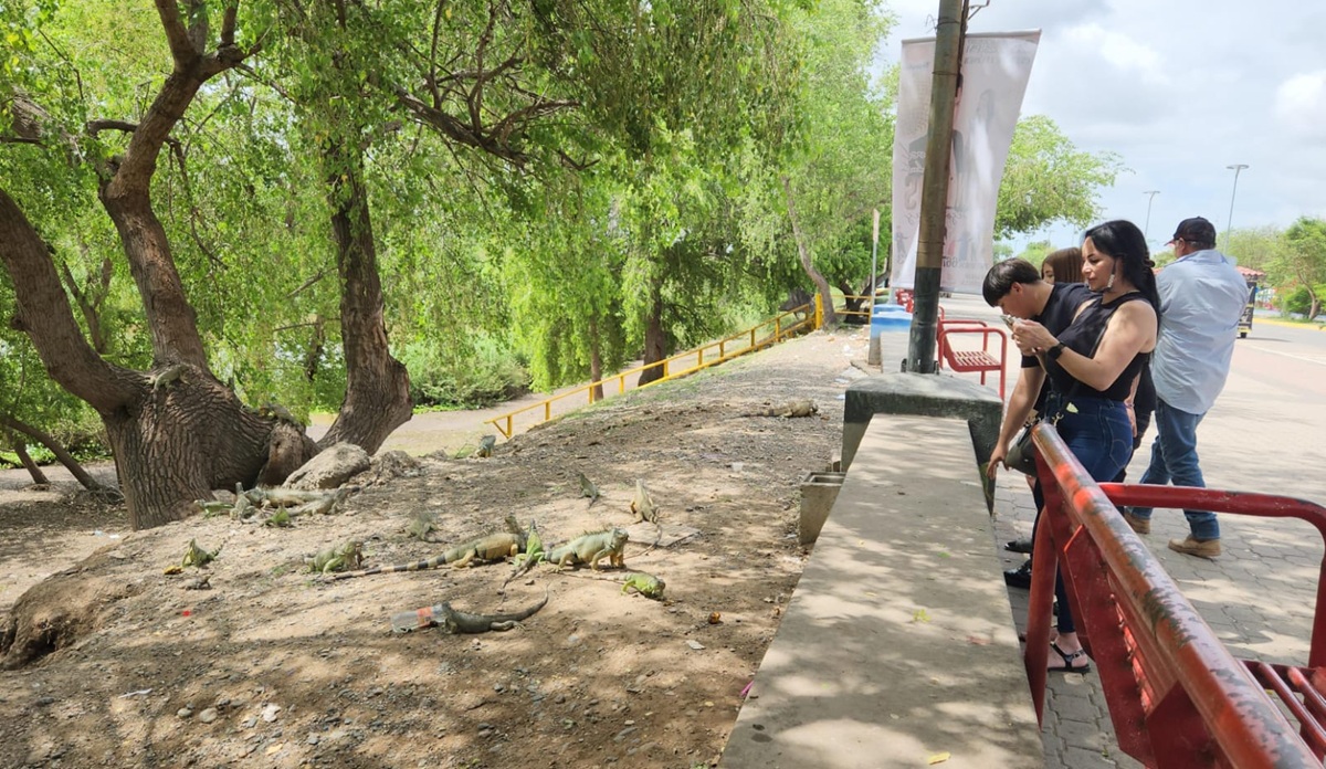 Llevan alimento a iguanas del Malecón de Guasave