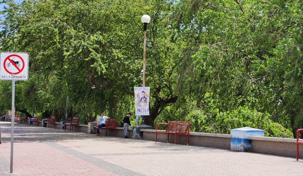 Llevan alimento a iguanas del Malecón de Guasave