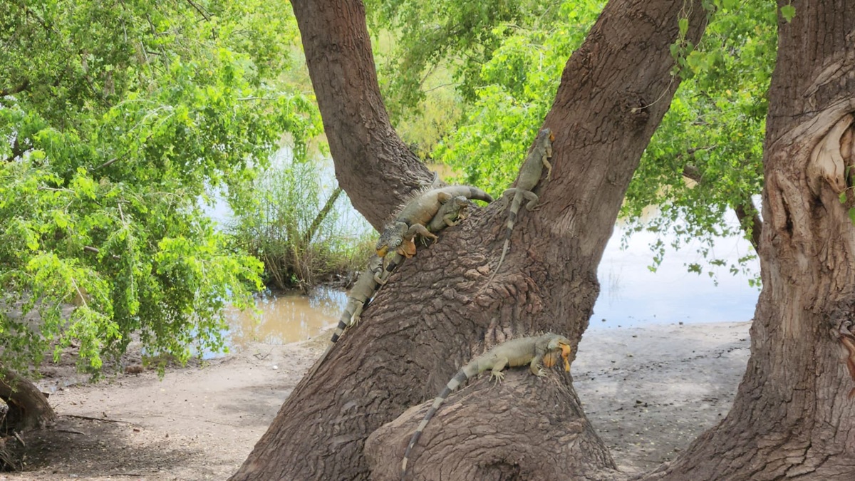 Llevan alimento a iguanas del Malecón de Guasave